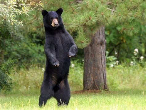 the bears standings|pictures of standing bears.